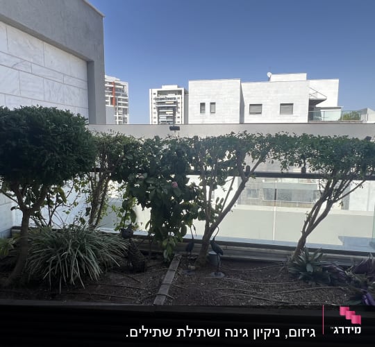 עצים ושיחים בגינה על גג עם אדמה חשופה